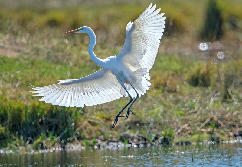 Great Egret Landing II.jpg :: Catalogue No. 1130

Image Size:   20X28 in. on Canvas