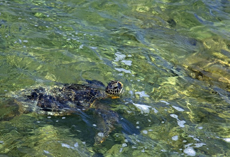Green Sea Turtle I.jpg :: Catalogue No. 345

Image Size:  13X19 in. on Art Paper
              16X24 in. on Paper or Canvas
               