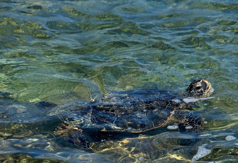 Green Sea Turtle II.jpg :: Catalogue No. 352

Image Size: 13X19 in. on Art Paper
             16X24 in. on Paper or Canvas
              20X30 in. on Canvas