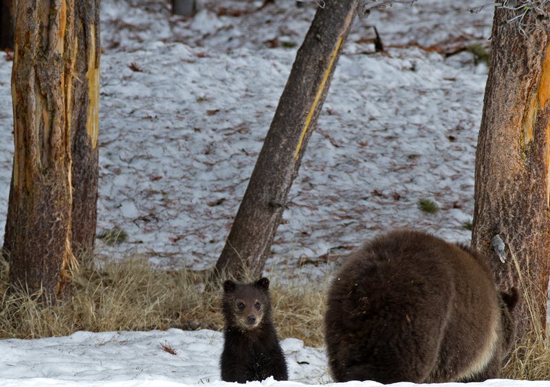 Grizzly  Cub I  RI.jpg :: Catalogue No. 658

Image Size:  13X19 in. on Art Paper
               16X24 in. on Paper or Canvas
              