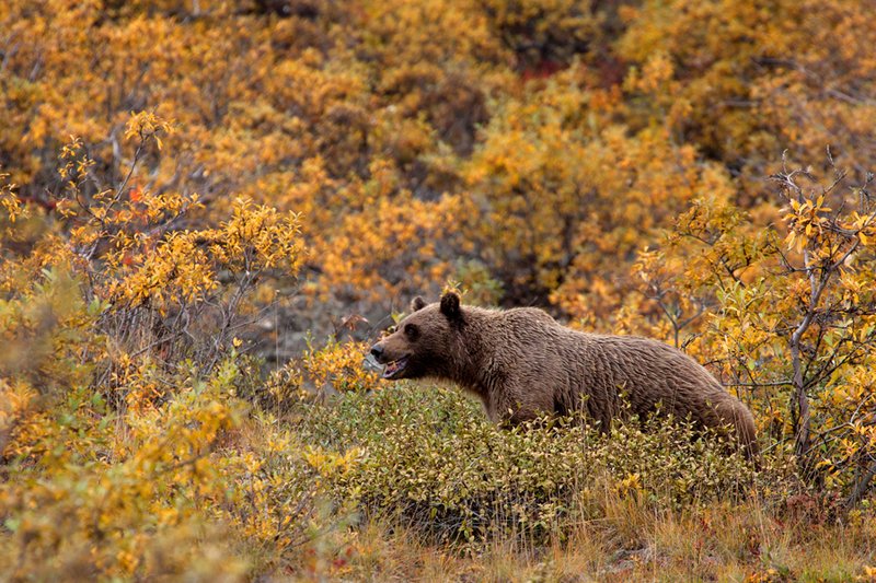 Grizzly Autumn IV.jpg :: Catalogue No.  606

Image Size:   13X19 in. on Art Paper
              16X24 in. on Paper or Canvas 
              22X32 in. on Canvas