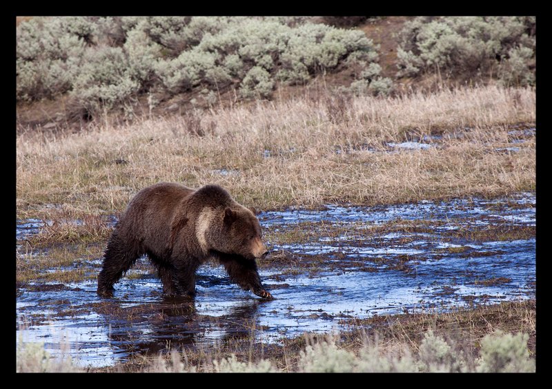 Grizzly Spring I Lamar Valley RI.jpg :: Catalogue No. 636

Image Size:  13X19 in. on Art Paper
               16X24 in. on Paper or Canvas
               20X30 in. on Canvas