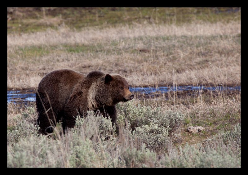 Grizzly Spring II Lamar Valley  RI.jpg :: Catalogue No. 637

Image Size:  13X19 in. on Art Paper
               16X24 in. on Paper or Canvas
               20X30 in. on Canvas