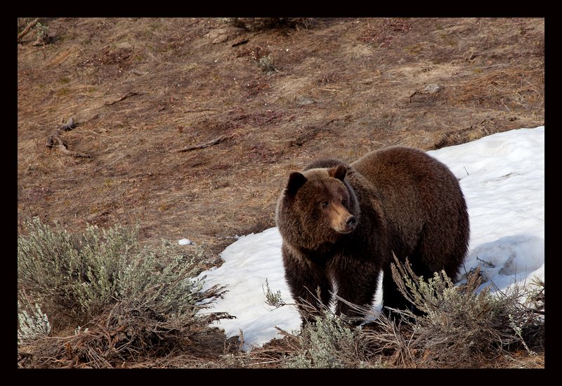 Grizzly Spring III Lamar Valley  RI.jpg :: Catalogue No. 647

Image Size:  13X19 in. on Art Paper
               16X24 in. on Paper or Canvas
               20X30 in. on Canvas