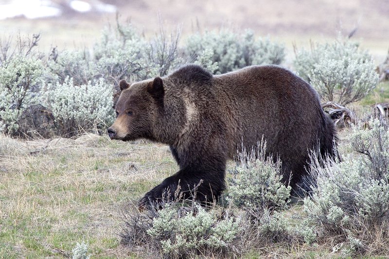 Grizzly Spring V  RI.jpg :: Catalogue No. 690

Image Size:  13X19 in. on Art Paper
               16X24 in. on Paper or Canvas
              