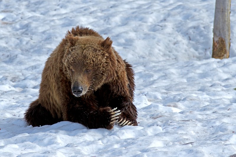 Grizzly Spring VI  RI.jpg :: Catalogue No. 664

Image Size:  13X19 in. on Art Paper
               16X24 in. on Paper or Canvas
               20X30 in. on Canvas