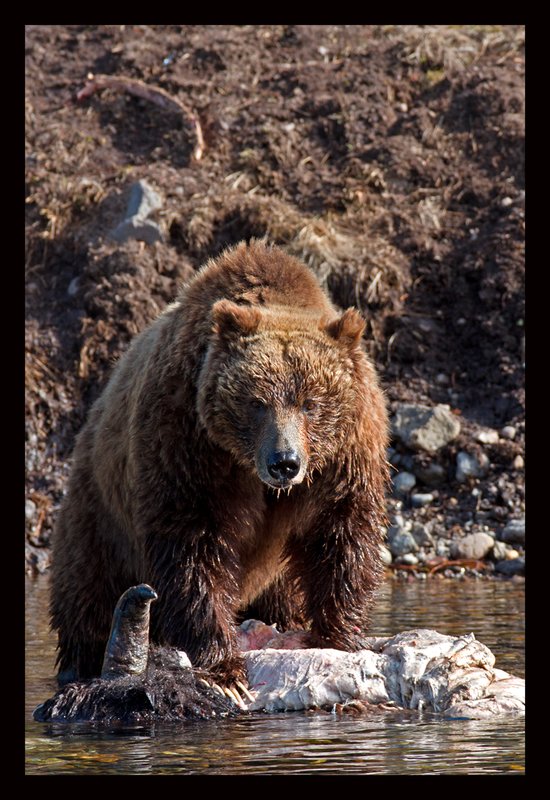 Grizzly Survivor I  RI.jpg :: Catalogue No. 644

Image Size:  13X19 in. on Art Paper
               16X24 in. on Paper or Canvas
               20X30 in. on Canvas