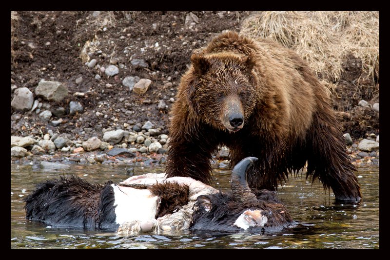 Grizzly Survivor III  RI.jpg :: Catalogue No. 640
Image Size:  13X19 in. on Art Paper
               16X24 in. on Paper or Canvas
               20X30 in. on Canvas
