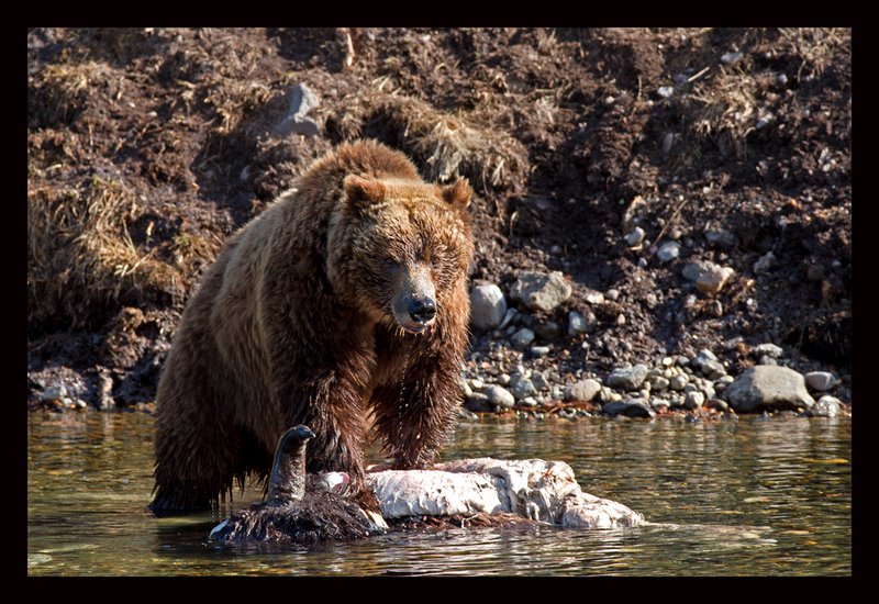 Grizzly Survivor IV  RI.jpg :: Catalogue No. 653

Image Size:  13X19 in. on Art Paper
               16X24 in. on Paper or Canvas
               20X30 in. on Canvas