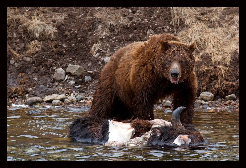 Grizzly Survivor V.jpg :: Catalogue No. 654

Image Size:  13X19 in. on Art Paper
               16X24 in. on Paper or Canvas
               20X30 in. on Canvas