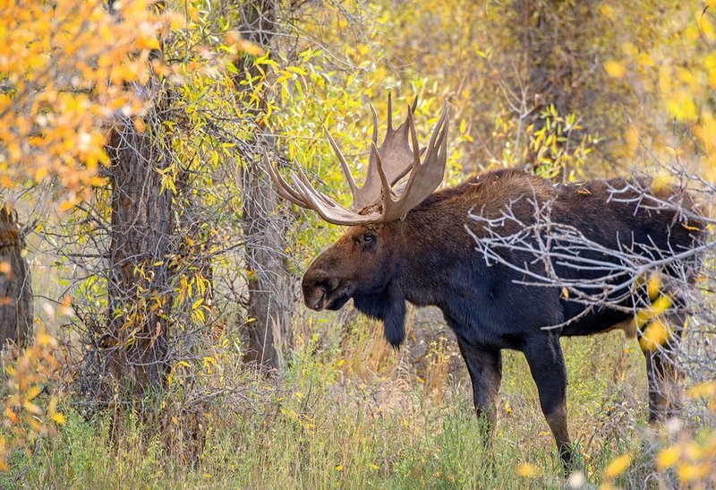 Gros Ventre River Moose I.jpg :: Catalogue No. 1150

Image Size:   24X35 in. on Canvas
