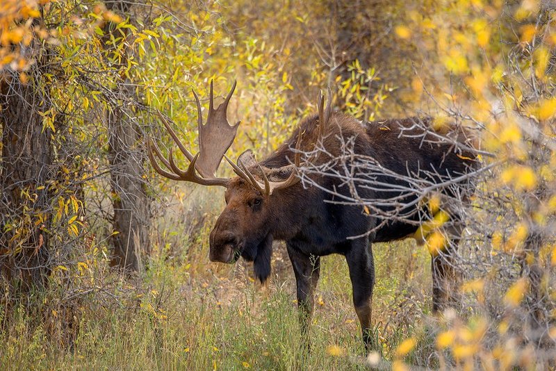 Gros Ventre River Moose II.jpg :: Catalogue No. 1151

Image Size:   18X27 in. on Canvas