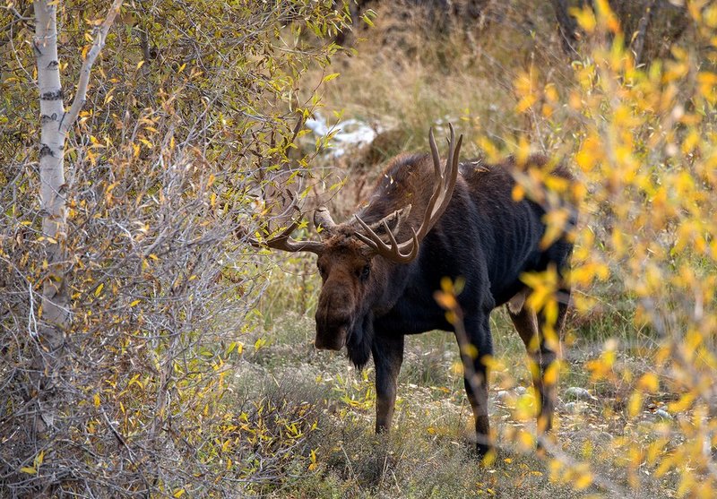 Gros Ventre River Moose III.jpg :: Catalogue No. 1171

Image Size:   25X39 in. on Canvas