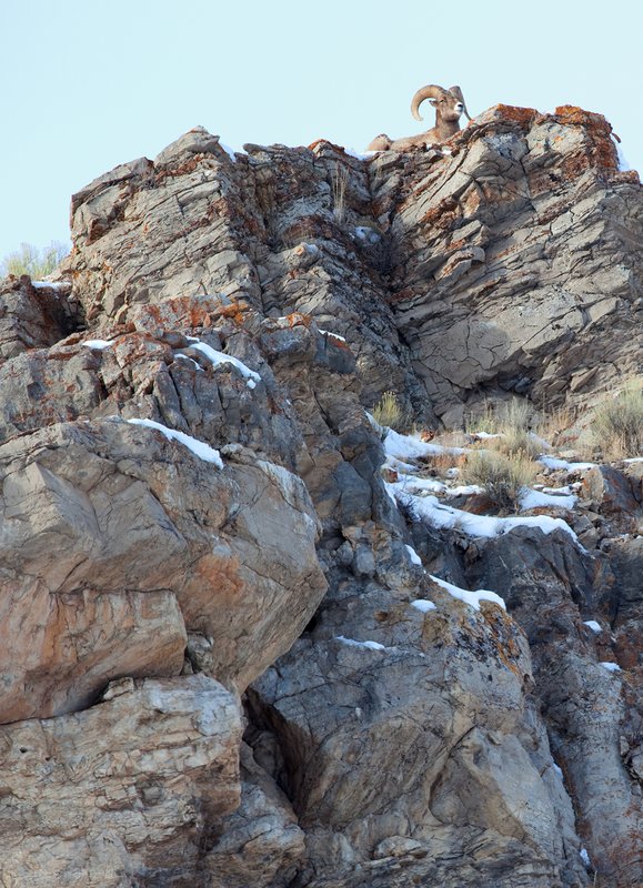 High Country Bighorn Ram I.jpg :: Catalogue No. 407

Image Size: 13X19 on Art Paper
              16X22 on Paper or Canvas
              