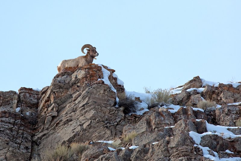 High Country Bighorn Ram II.jpg :: Catalogue No. 408

Image Size: 13X19 on Art Paper
              16X24 on Paper or Canvas
              20X30 in. on Canvas