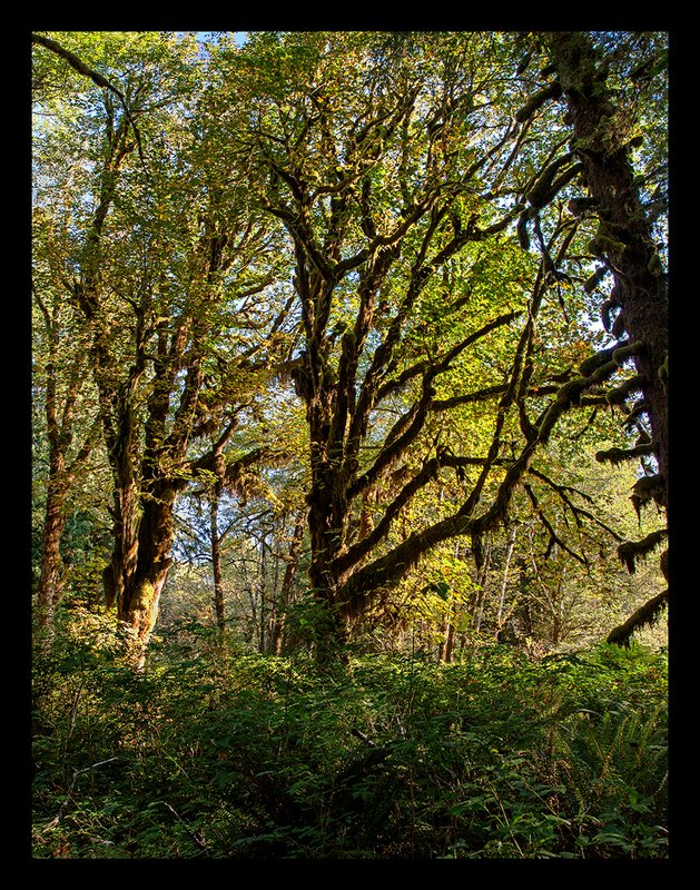 Hoh Rainforest V.jpg :: Catalogue No. 953

Image Size:   20X26 in. on Canvas
