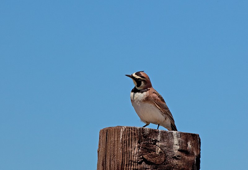 Horned Lark I.jpg :: Catalogue No. 474

Image Size: From 13X19 in. up to 20X20 in. on Canvas or Art Paper