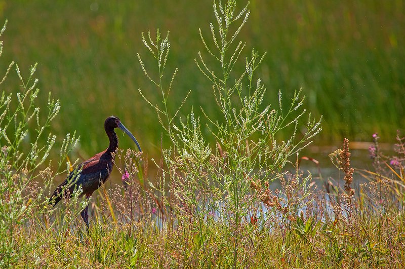 Ibis  Wildflowers II.jpg :: Catalogue No. 1006

Image Size:   16X24 in. on Canvas