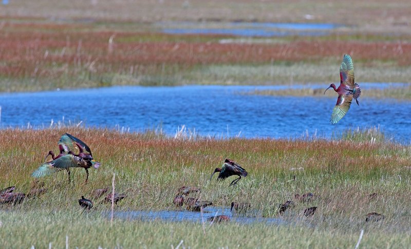 Ibis Flying III.jpg