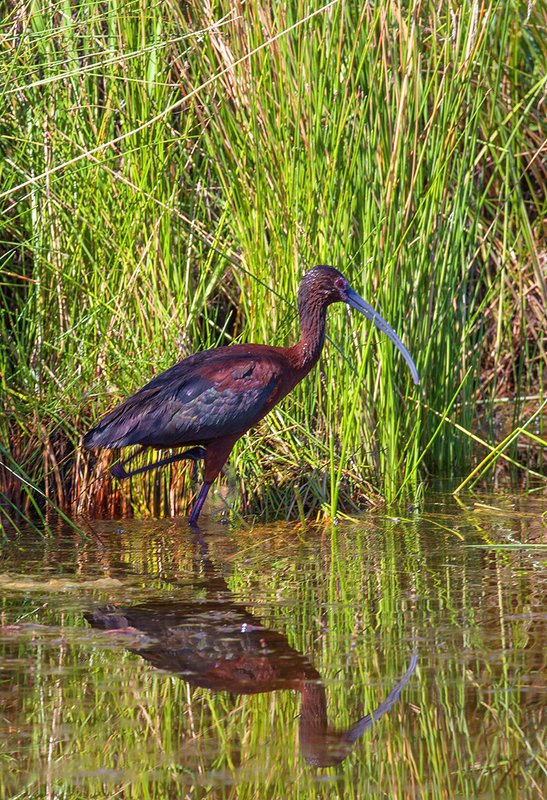 Ibis Reflection I.jpg :: Catalogue No. 1007

Image Size:   13x19in. on Art Paper
