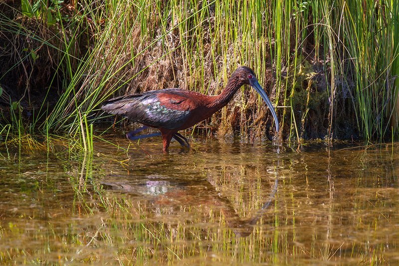 Ibis Reflection III.jpg :: Catalogue No. 1003

Image Size:   20X30 in. on Canvas