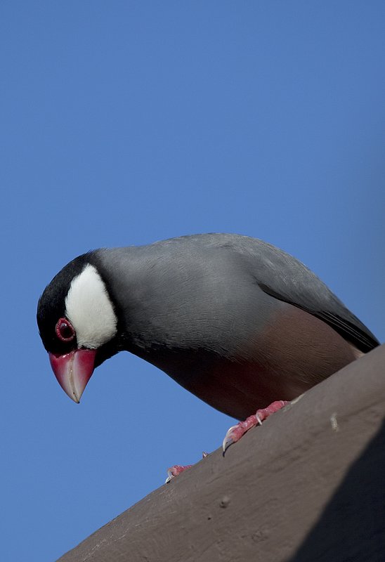 Java Sparrow.jpg :: Catalogue No. 355

Image Size: 13X19 on Art Paper
              