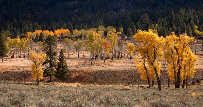 Lamar Valley Fall V.jpg :: Catalogue No. 1174

Image Size:   20X38 in. on Canvas