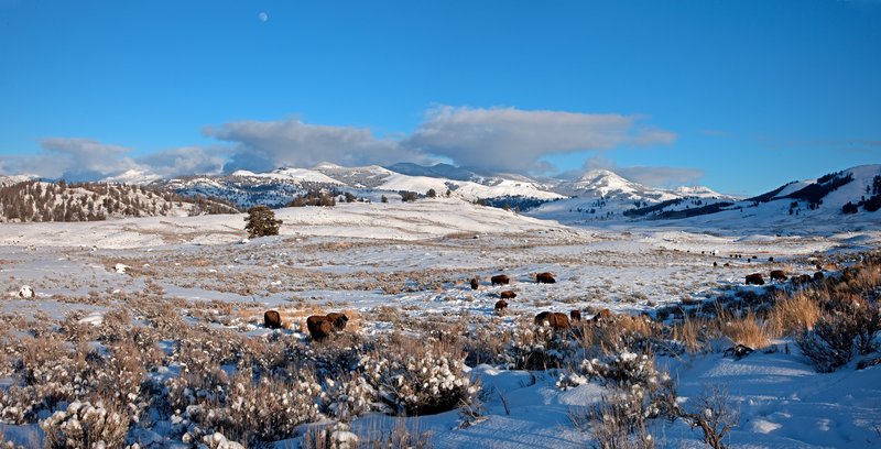 Little America Winter Panorama with Moonrise.jpg :: Catalogue No. 374

Image Size:    22X43 in. on Canvas