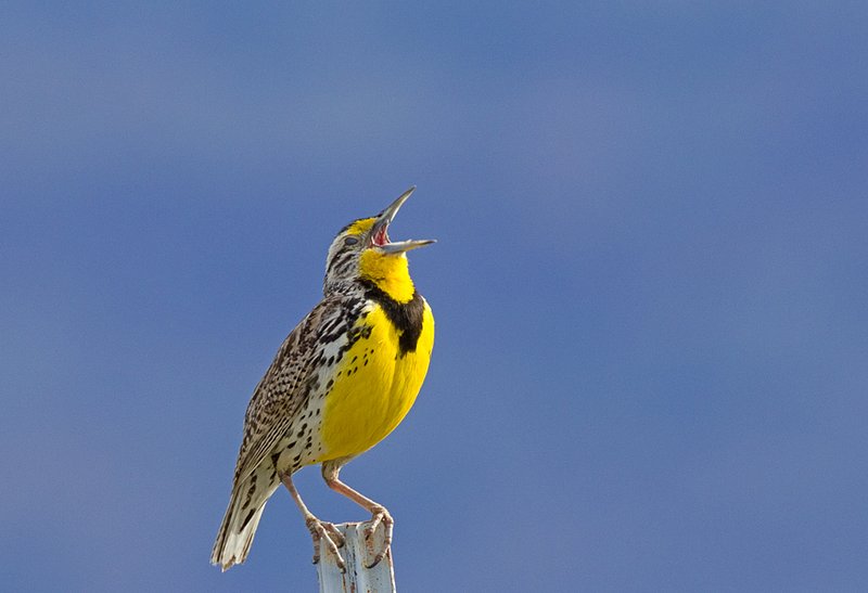 Meadowlark I.jpg :: Catalogue No. 451

Image Size: Up to 16X24 on Canvas or Art Paper