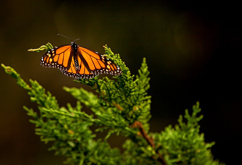 Monarch Butterfly II  RI.jpg :: Catalogue No. 685
Image Size:  13X19 in. on Art Paper
               