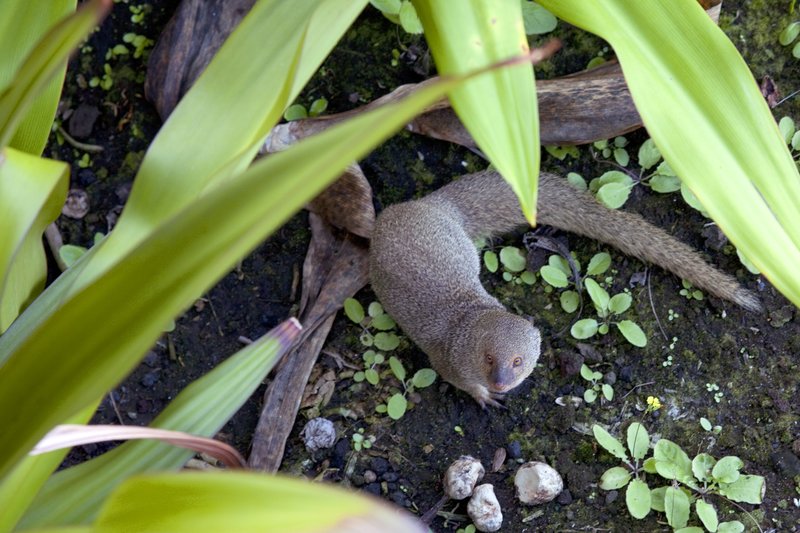 Mongoose.jpg :: Catalogue No. 354
Image Size: 13X19 in. on Art Paper
             