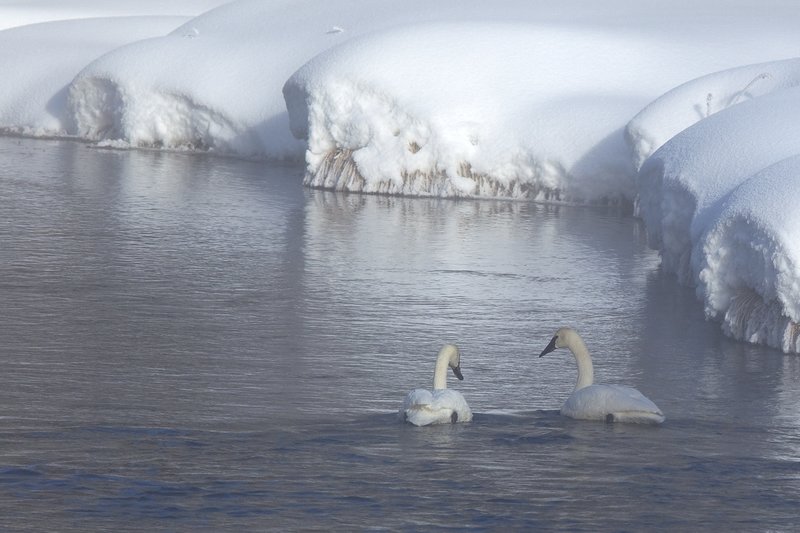 Morning Mist Swans.jpg
