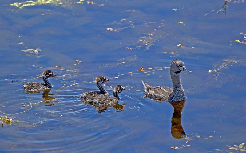 Pie Billed Grebe  Chicks II.jpg :: Catalogue No. 514

Image Size: From 13X19 in. up to 20X20 in. on Canvas or Art Paper