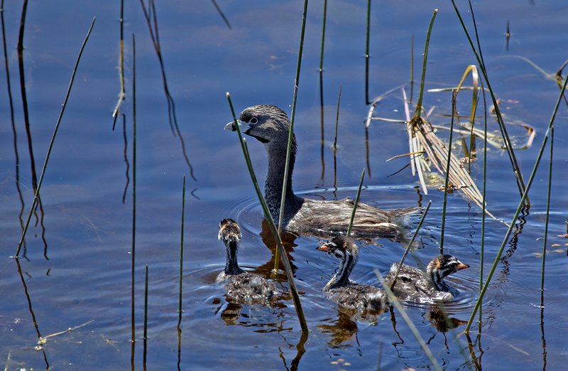 Pie Billed Grebe Chicks I.jpg :: Catalogue No. 513

Image Size: From 13X19 in. up to 20X20 in. on Canvas or Art Paper