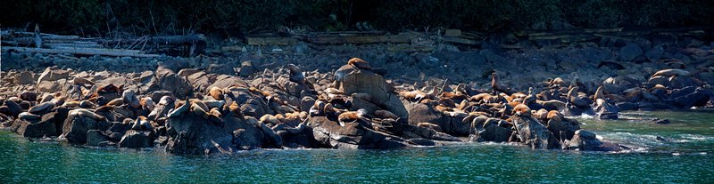 Prince William Sound Sea Lion Panorama II.jpg