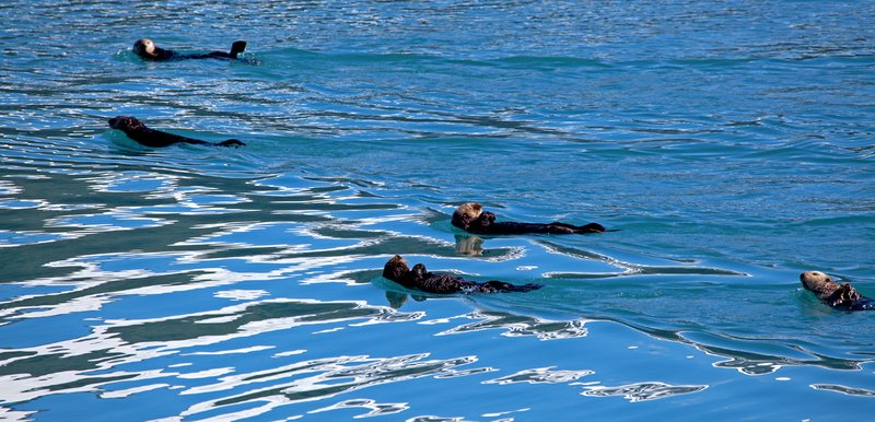 Prince William Sound Sea Otters II.jpg