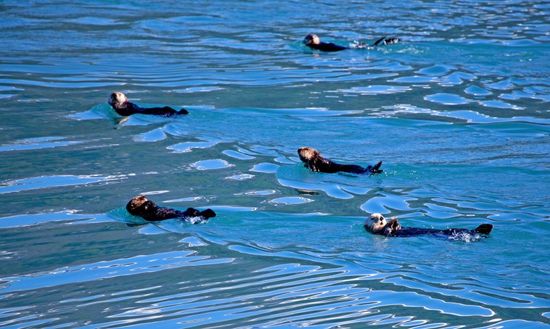 Prince William Sound Sea Otters III.jpg