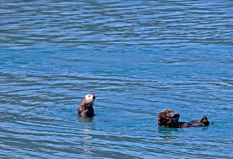 Prince William Sound Sea Otters IX.jpg
