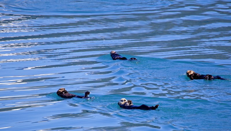 Prince William Sound Sea Otters VII.jpg