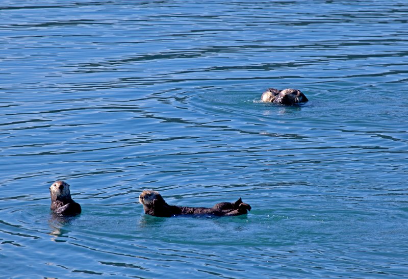 Prince William Sound Sea Otters XI.jpg