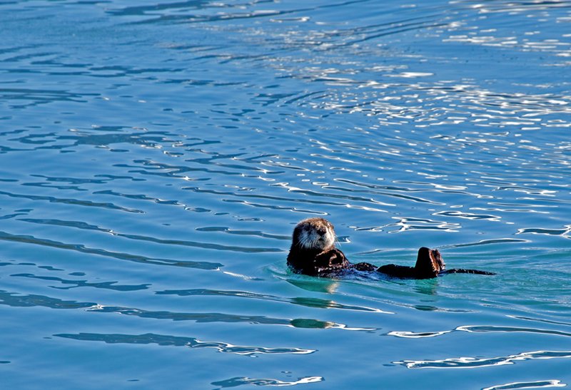 Prince William Sound Sea Otters XII.jpg