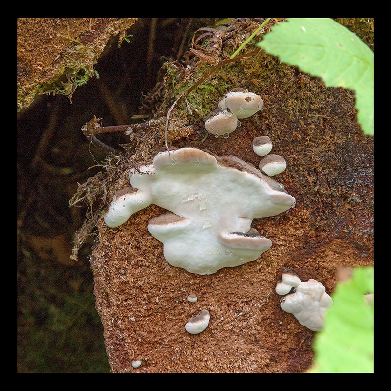 Quinault Rainforest Fungi III.jpg :: Catalogue No.  970

Image Size: 20x20 in. on Canvas
