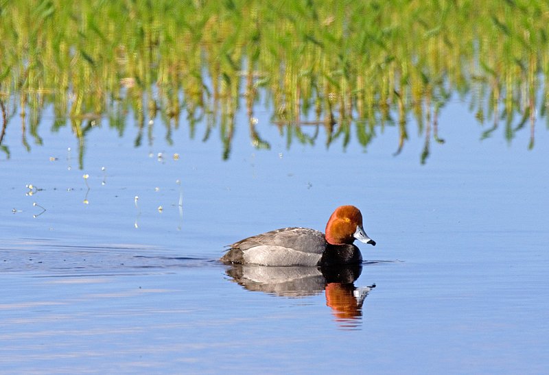Red Head Duck.jpg :: Catalogue No. 454

Image Size: 13X19 on Art Paper