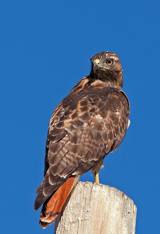 Red Tail Hawk V.jpg :: Catalogue No. 525

Image Size: 13X19 in. on Art Paper
             16X24 in. on Paper or Canvas 