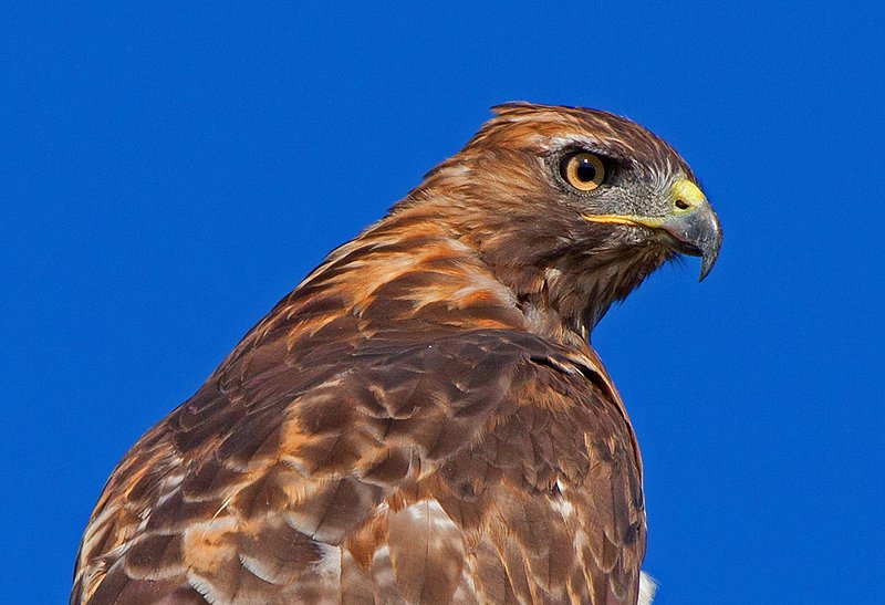 Red Tail Hawk VI.jpg :: Catalogue No. 524

Image Size: 13X19 in. on Art Paper
             16X24 in. on Paper or Canvas 
