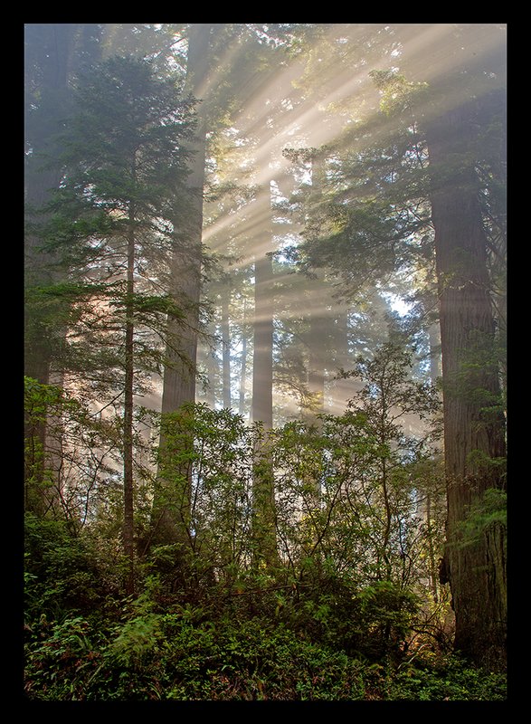 Redwoods Sunrise I.jpg :: Catalogue No. 1020

Image Size:   20x28in. on Canvas
