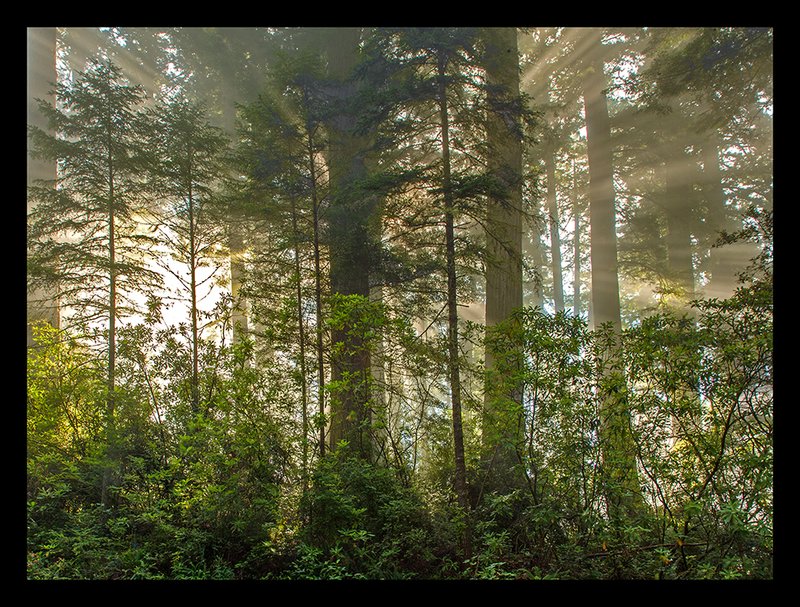 Redwoods Sunrise III.jpg :: Catalogue No. 1023

Image Size:   20x27in. on Canvas
