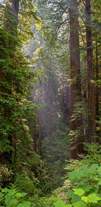 Redwoods Vertical Panorama.jpg :: Catalogue No. 1022

Image Size:   22x45in. on Canvas
