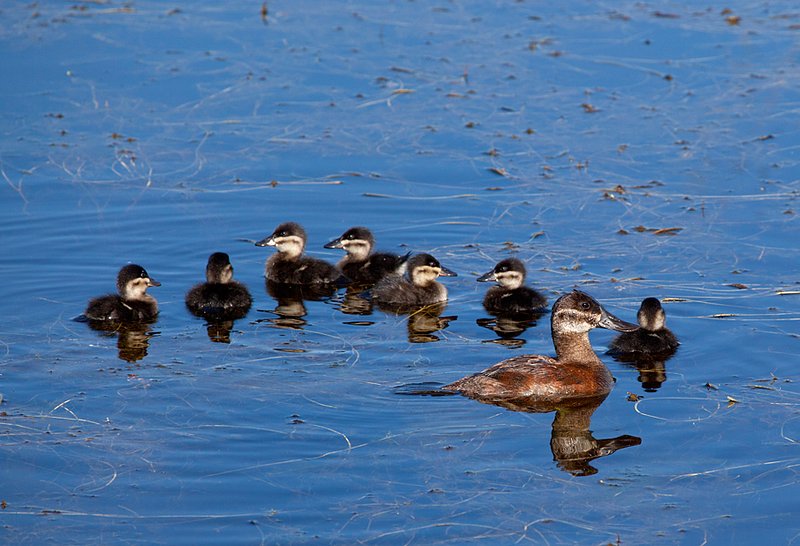 Ruddy Duck Family III.jpg :: Catalogue No. 498
Image Size: From 13X19 in. up to 20X20 in. on Canvas or Art Paper