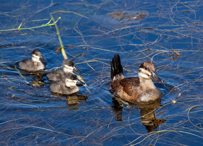 Ruddy Duck Family IV.jpg :: Catalogue No. 499

Image Size: From 13X19 in. up to 20X30 in. on Canvas or Art Paper